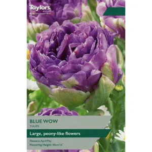 Taylors 6 Blue Wow Tulip Bulbs